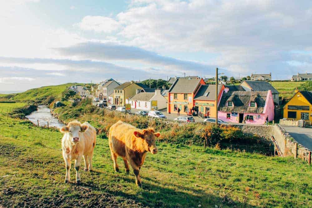 cows walking in the grass