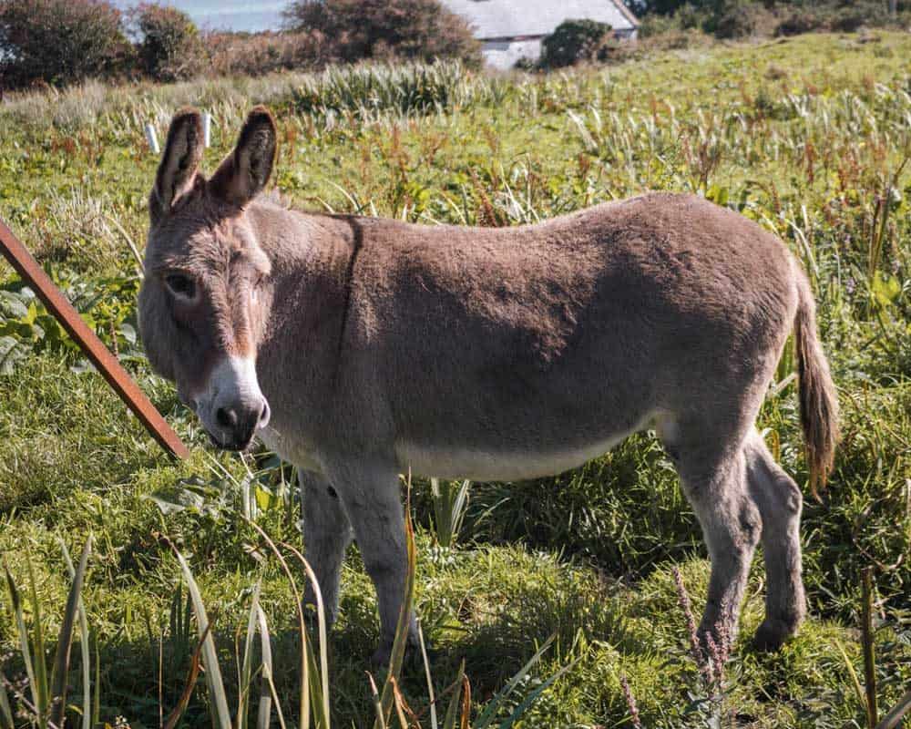 donkey in a pasture