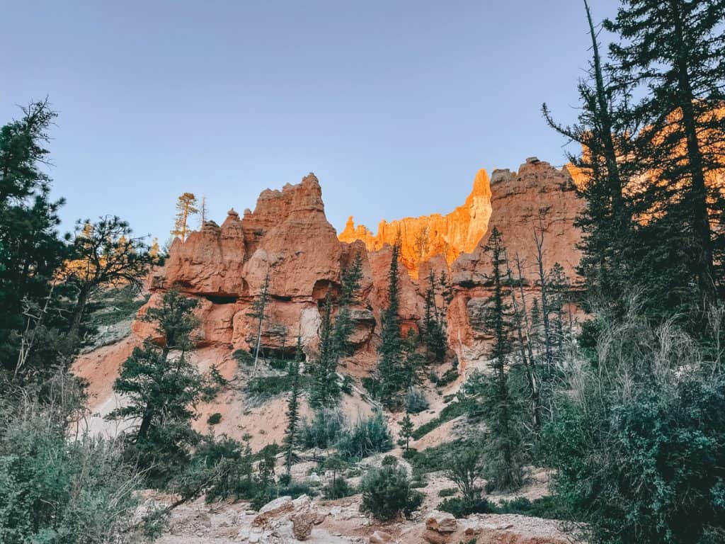 trees scattered along the bottom of a canyon 