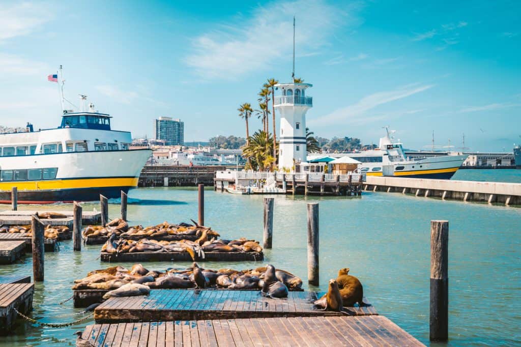 Pier with seals on them, and the water with boats surrounding it.