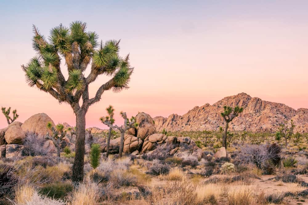 A tree stands in the desert under a pink and orange sky.