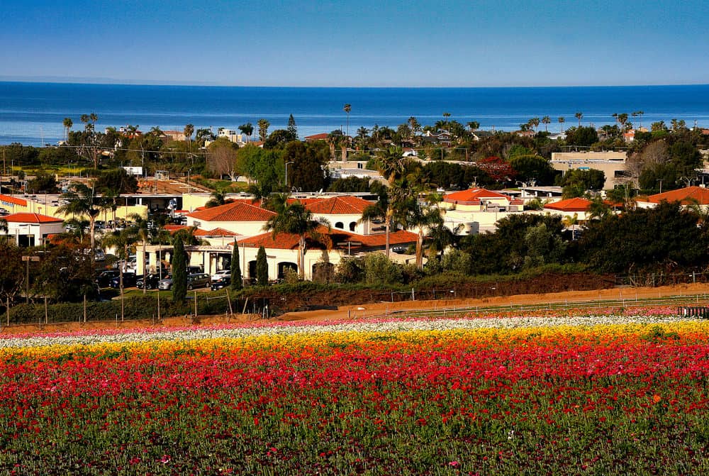 colorful flowers in front of a small town area right on the water
