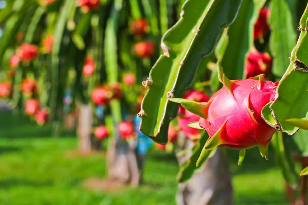 A close up view of a dragon fruit on a tree on a dragonfruit farm. 