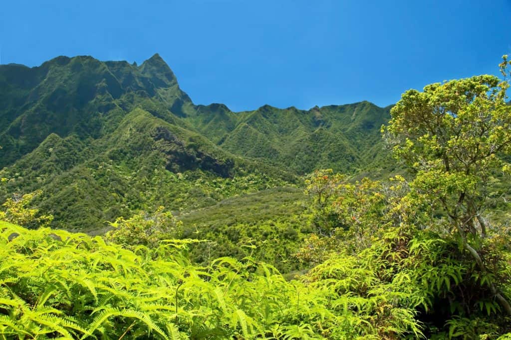 Large, grassy mountain range with bright green trees. 