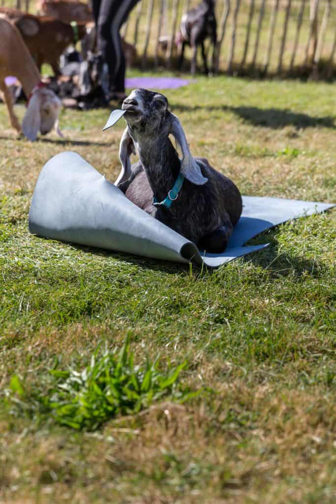 A goat eating a piece of the yoga mat they are laying on. 