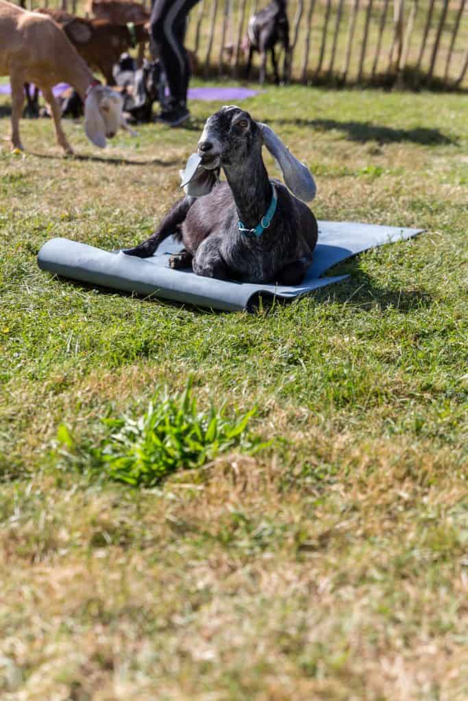 A grey goal laying down on a yoga mat in a grass field. 