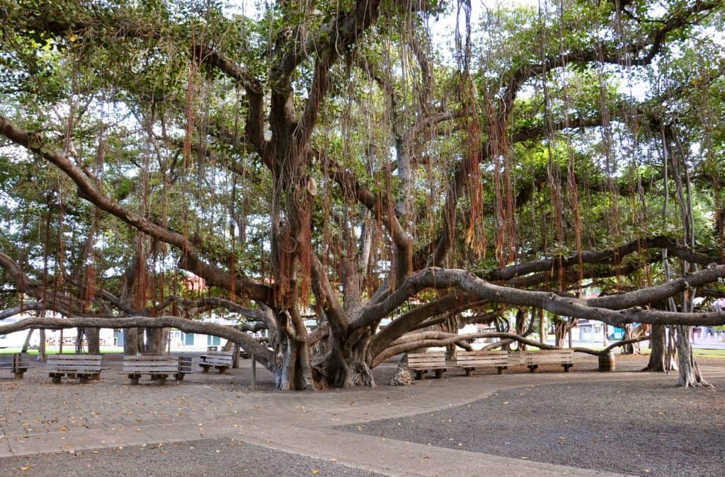 A massive banyan tree in a small park area with benches scattered under its branches. 