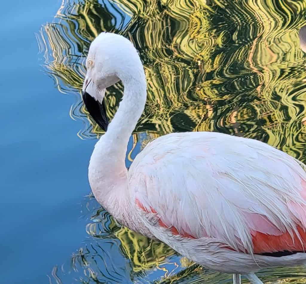 A flamingo walking in the water.
