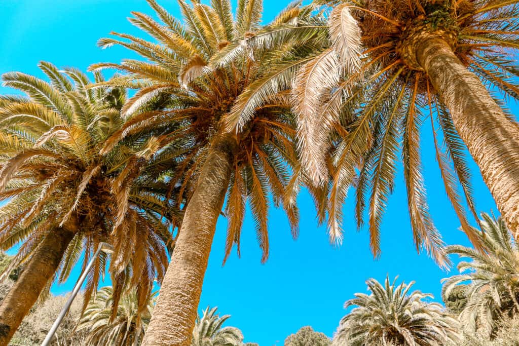View looking up at tall palm trees. 