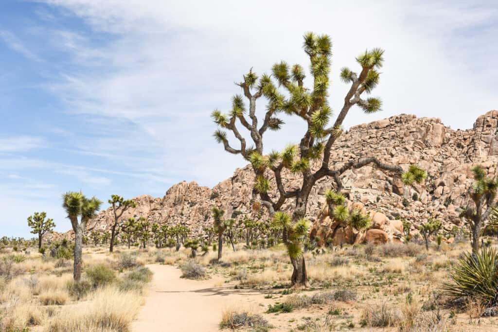 A small dirt hiking path with Joshua Trees on either side. 