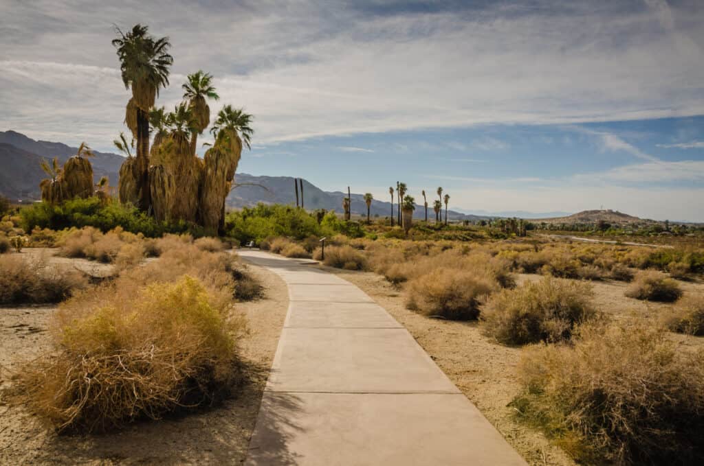 A sidewalk in the desert with palm trees and bushes on either side. 