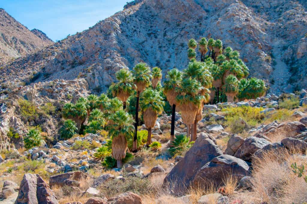 Palm trees in the middle of a rocky desert area. 