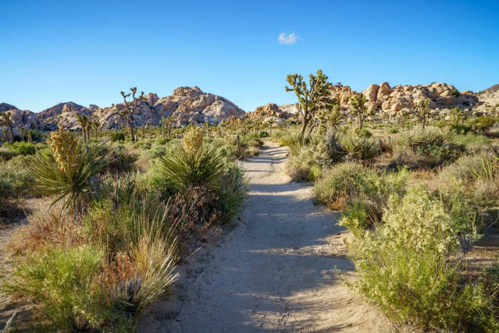 A dirt hiking trail with bushes and Joshua Trees on either side. 