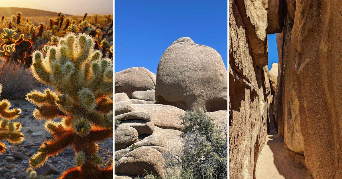 13 Unmissable & Best Things to Do in Joshua Tree National Park ...