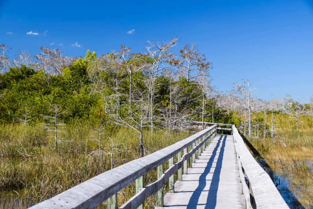 "A wooden boardwalk meandering through the marshy landscape of Everglades National Park, under a clear blue sky